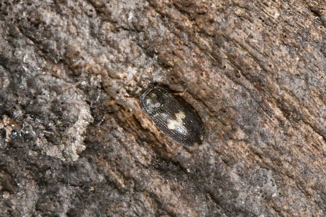 Biphyllidae: Biphyllus lunatus? S.